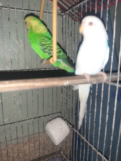 Australian parrot for sale urgent sale