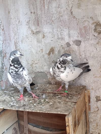 2 Breeder Females for sale
