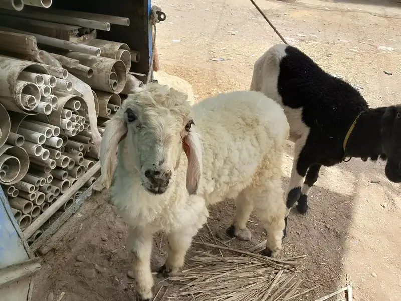 Dumba jori for sale