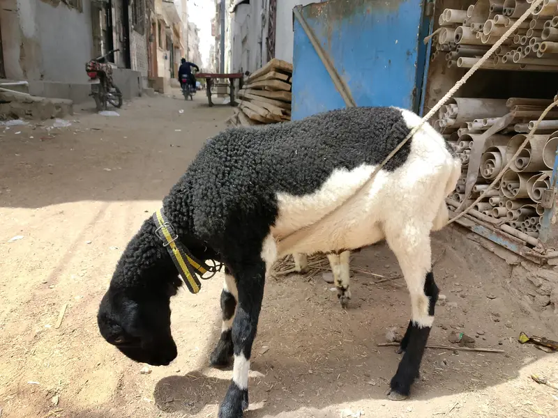 Dumba jori for sale — photo 2