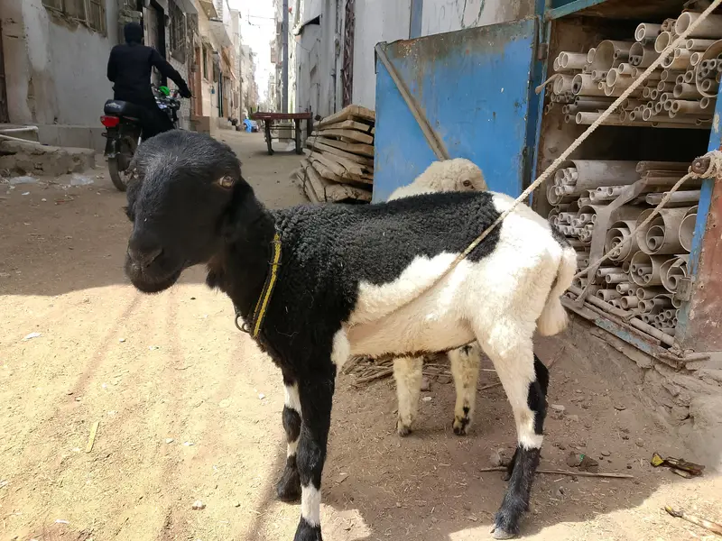 Dumba jori for sale — photo 3