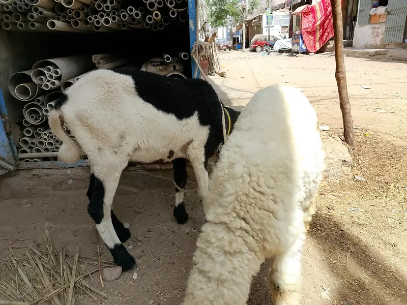 Dumba jori for sale — photo 4