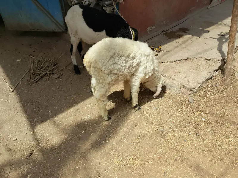 Dumba jori for sale — photo 5