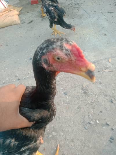 Aseel Shamo For sale