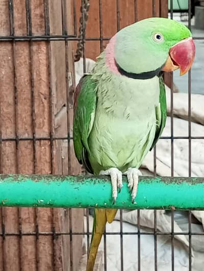 Raw Pair with Cage and Kujaa