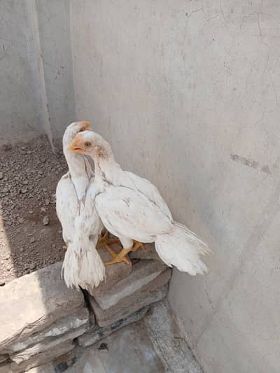 indian perot beak long tail