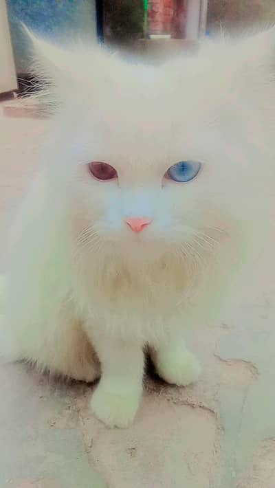 beautiful cat