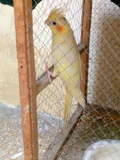cocktail black aye one piece for sale pata nhi ha ka male ha u female