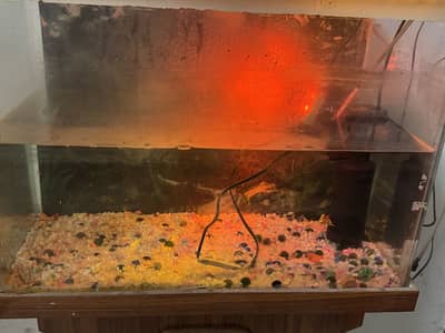 aquarium for sale