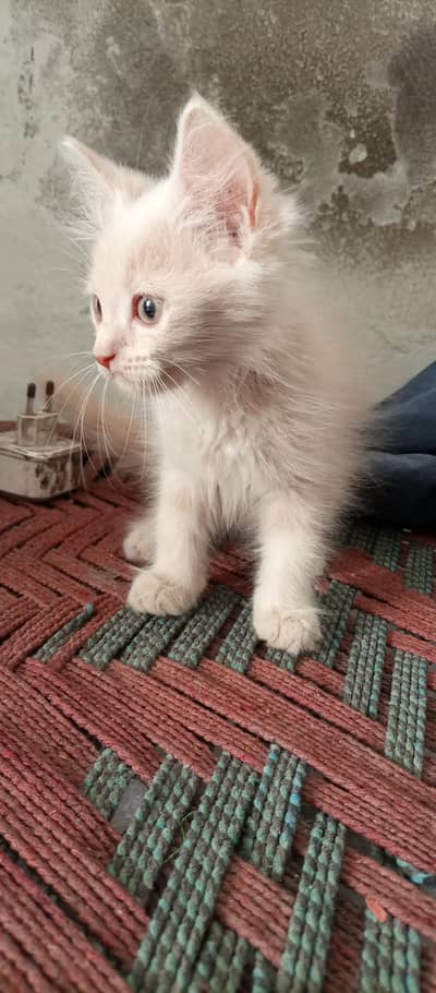 Persian kittens