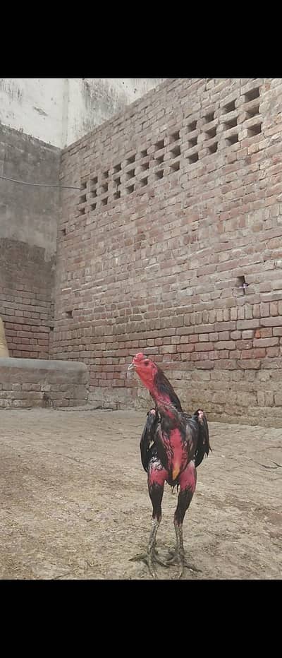thi aseel chick  available ha Whatsapp 0332. . . . . 862. . . 62. . 42