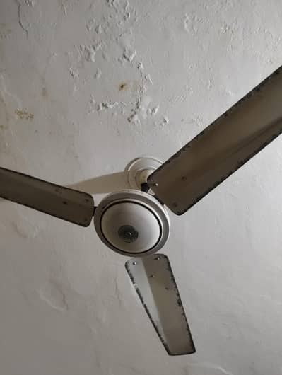 5 year old fan. working 10/10. no issue