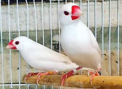 White Java Finch