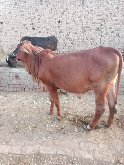 Bramene bachri