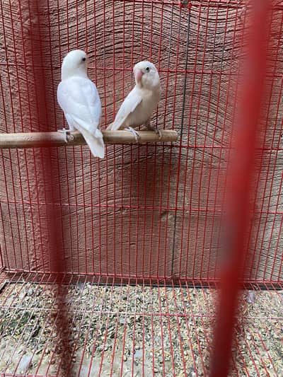 Albino breeder pair for sale