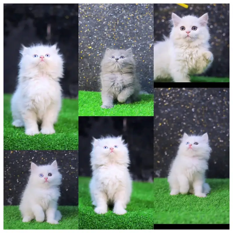 Cats | Billi | Triple coat kittens | Persian Kittens | Kitty | Persia
