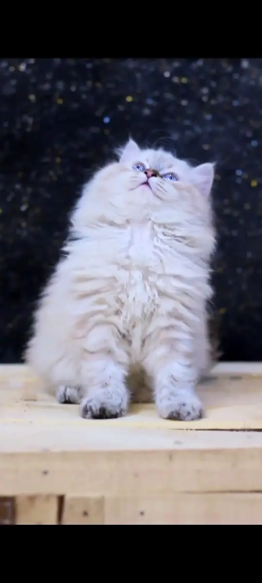Cats | Billi | Triple coat kittens | Persian Kittens | Kitty | Persia — photo 2