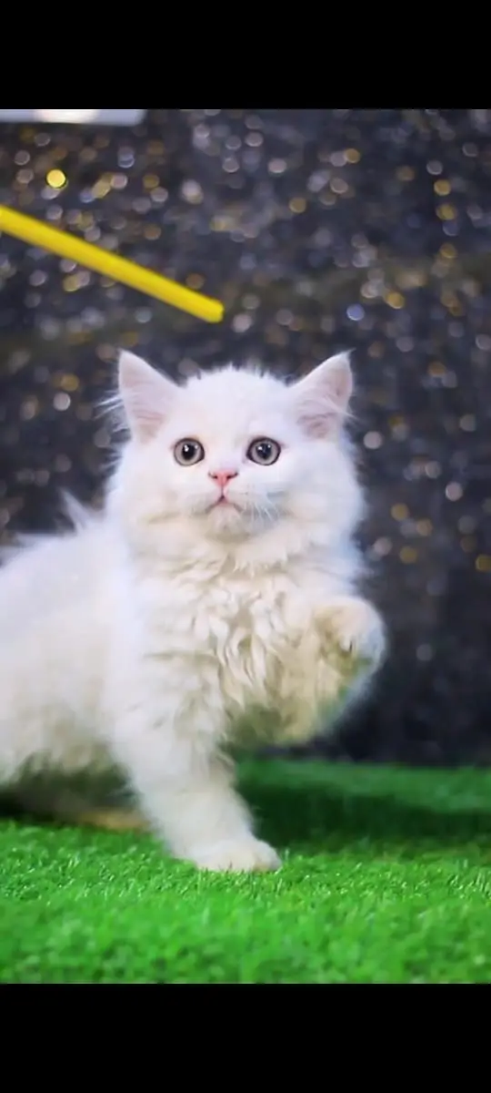 Cats | Billi | Triple coat kittens | Persian Kittens | Kitty | Persia — photo 4