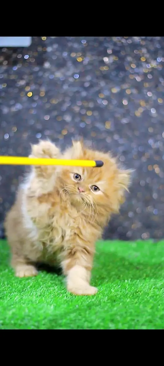Cats | Billi | Triple coat kittens | Persian Kittens | Kitty | Persia — photo 7