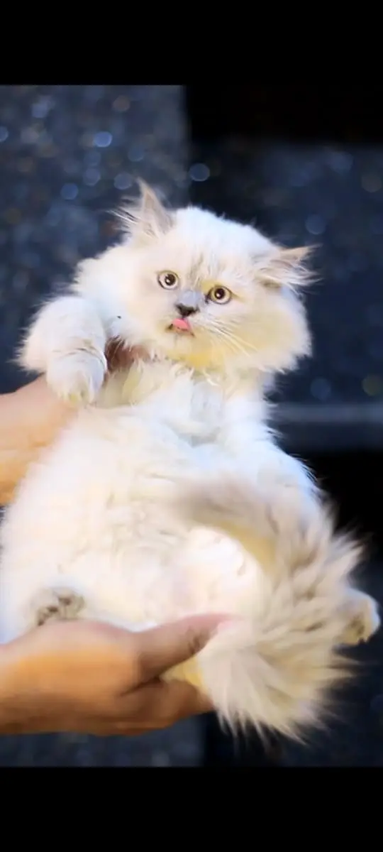 Cats | Billi | Triple coat kittens | Persian Kittens | Kitty | Persia — photo 9