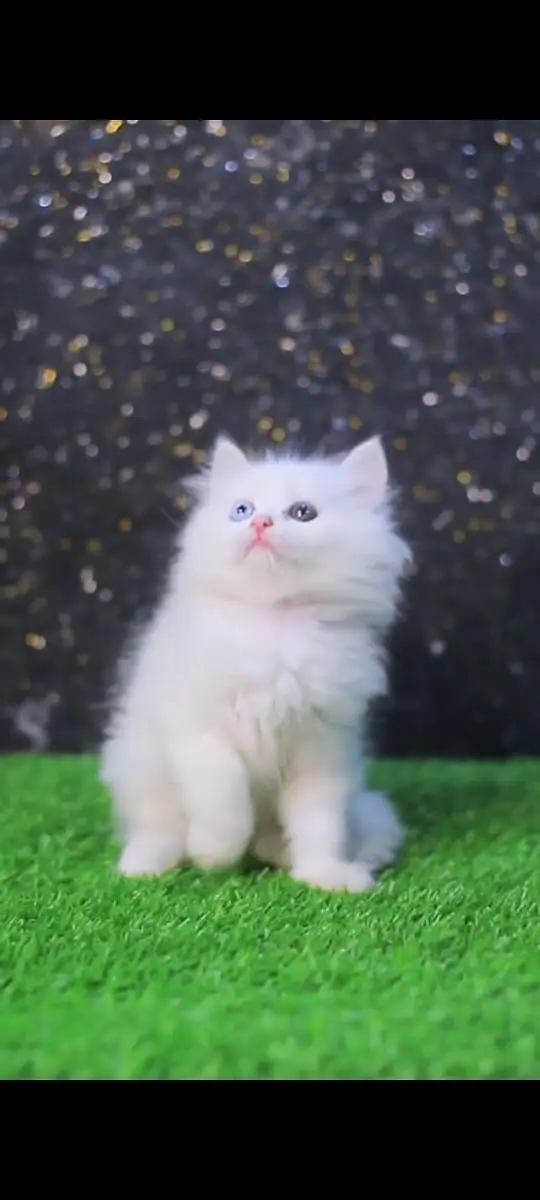 Cats | Billi | Triple coat kittens | Persian Kittens | Kitty | Persia — photo 12