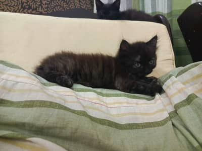 kitten pair for sale