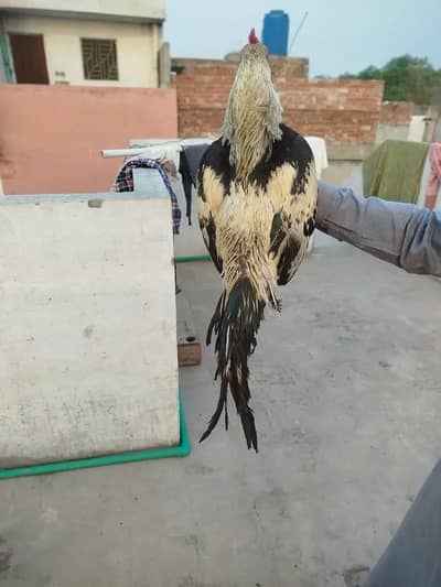 Aseel reza Jawa pair breeder
