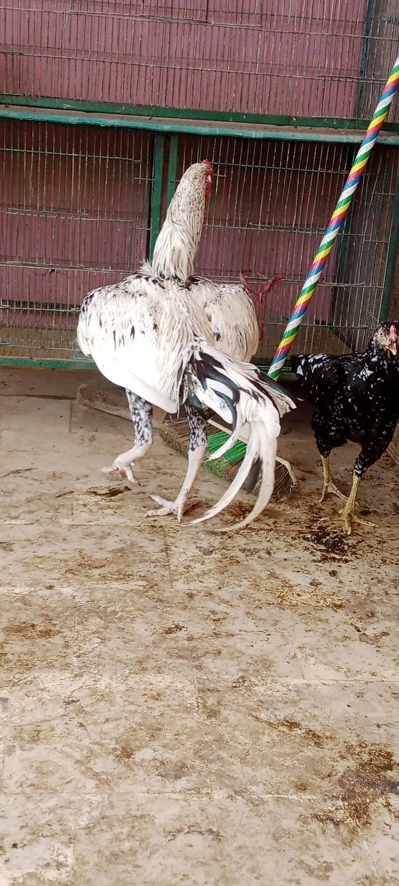 Aseel pair 0