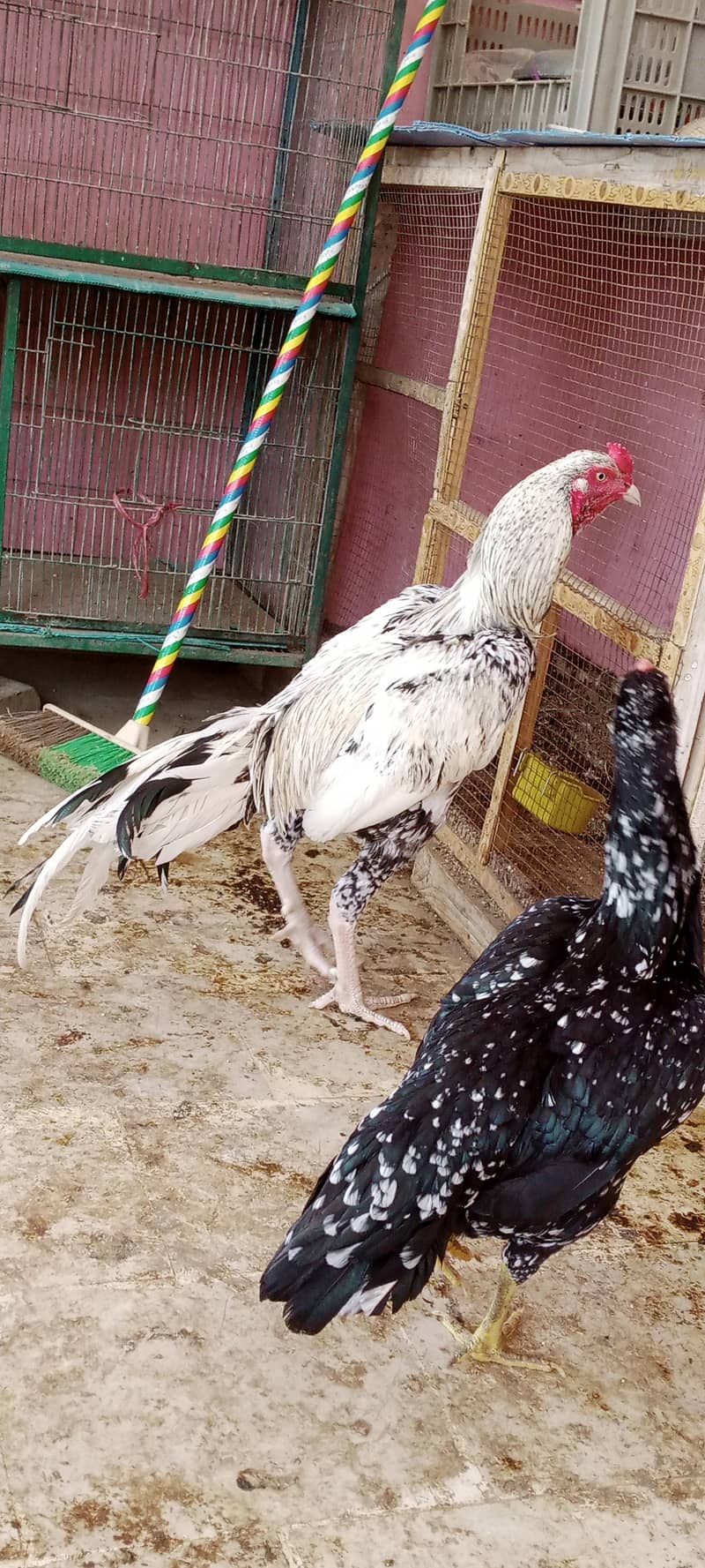 Aseel pair 2