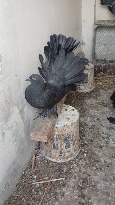 Pigeons