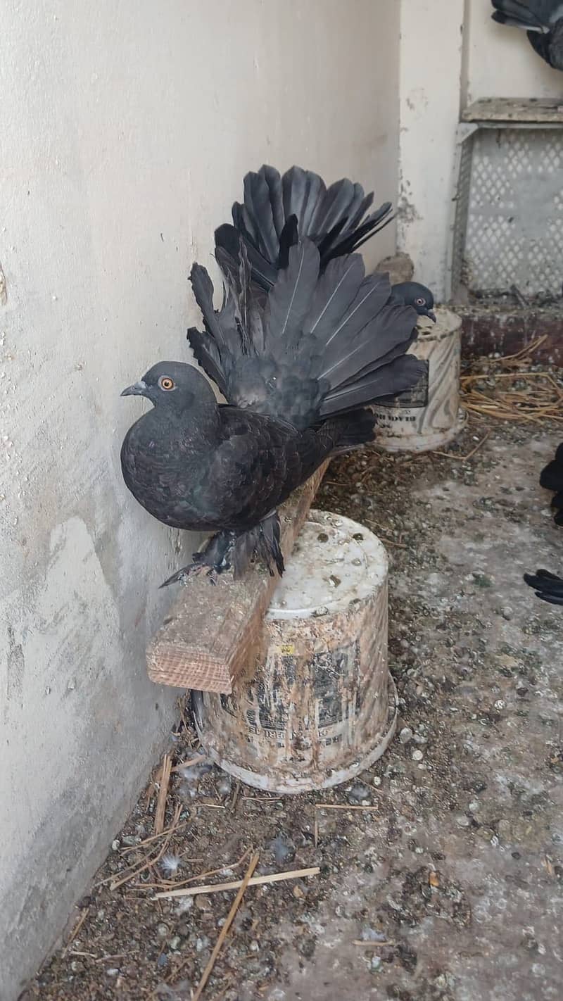 Pigeons 0