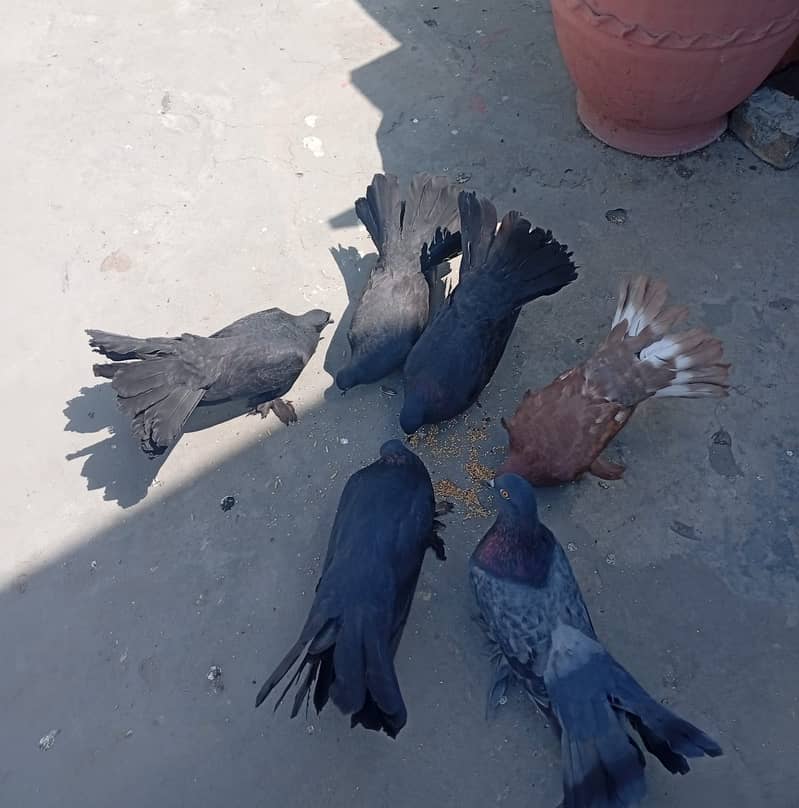 Pigeons 1