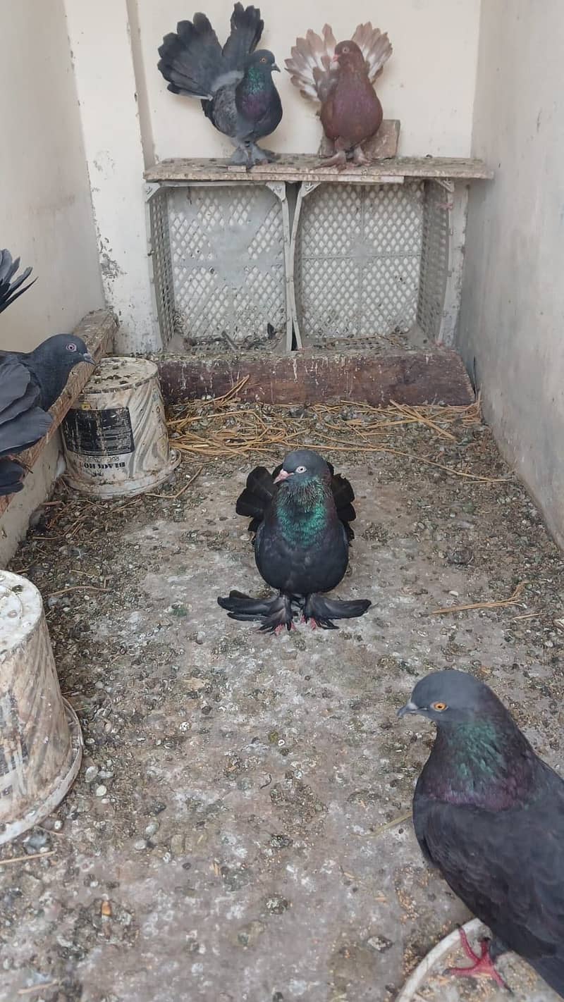 Pigeons 2