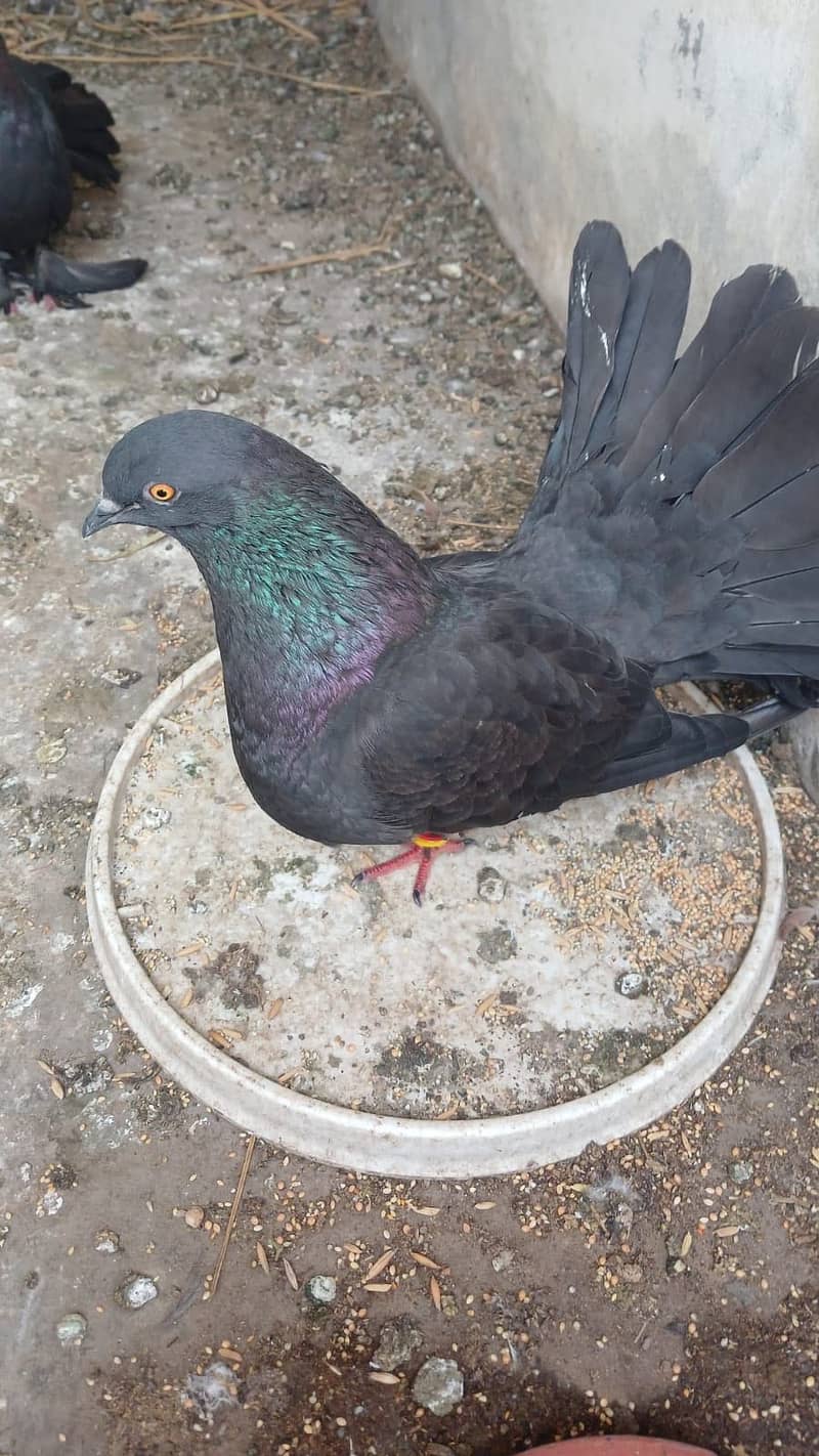 Pigeons 3