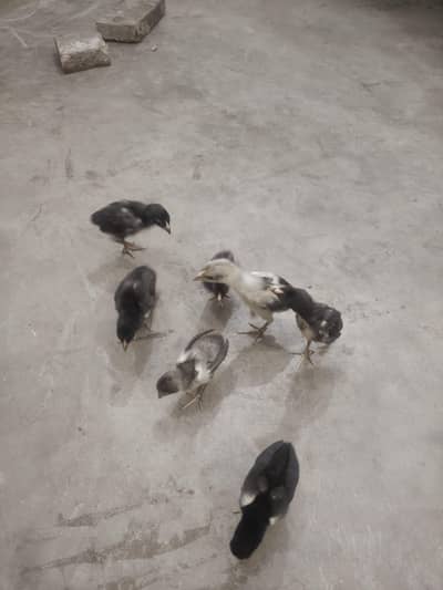 Thai Pakoya chick for sale