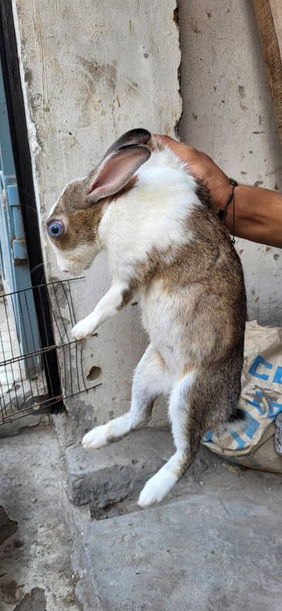 Rabbits