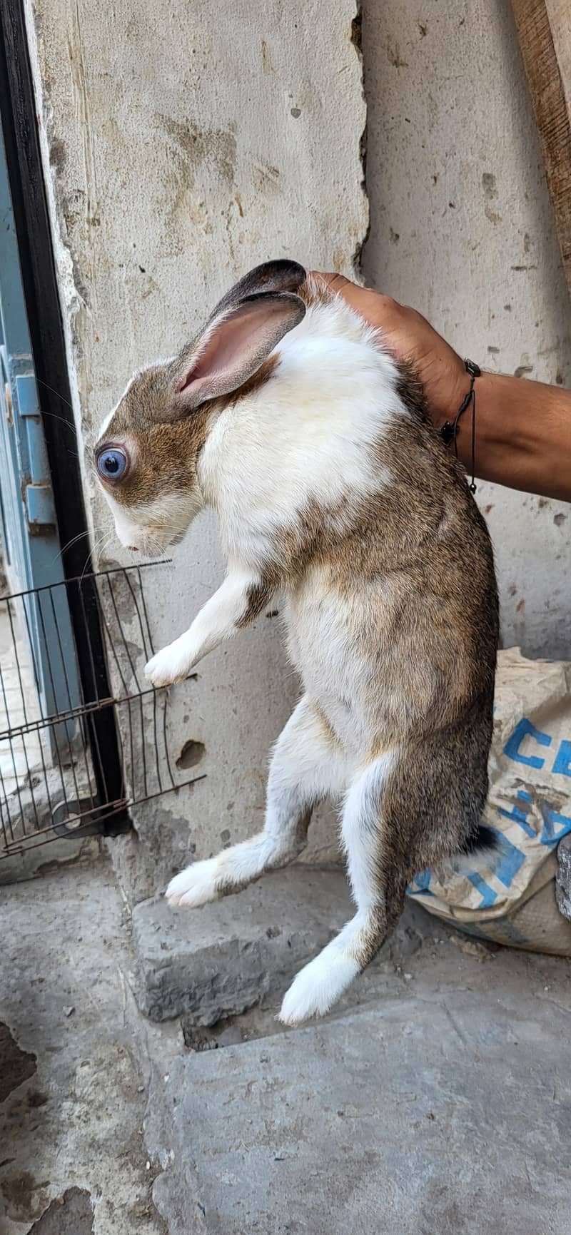Rabbits 0