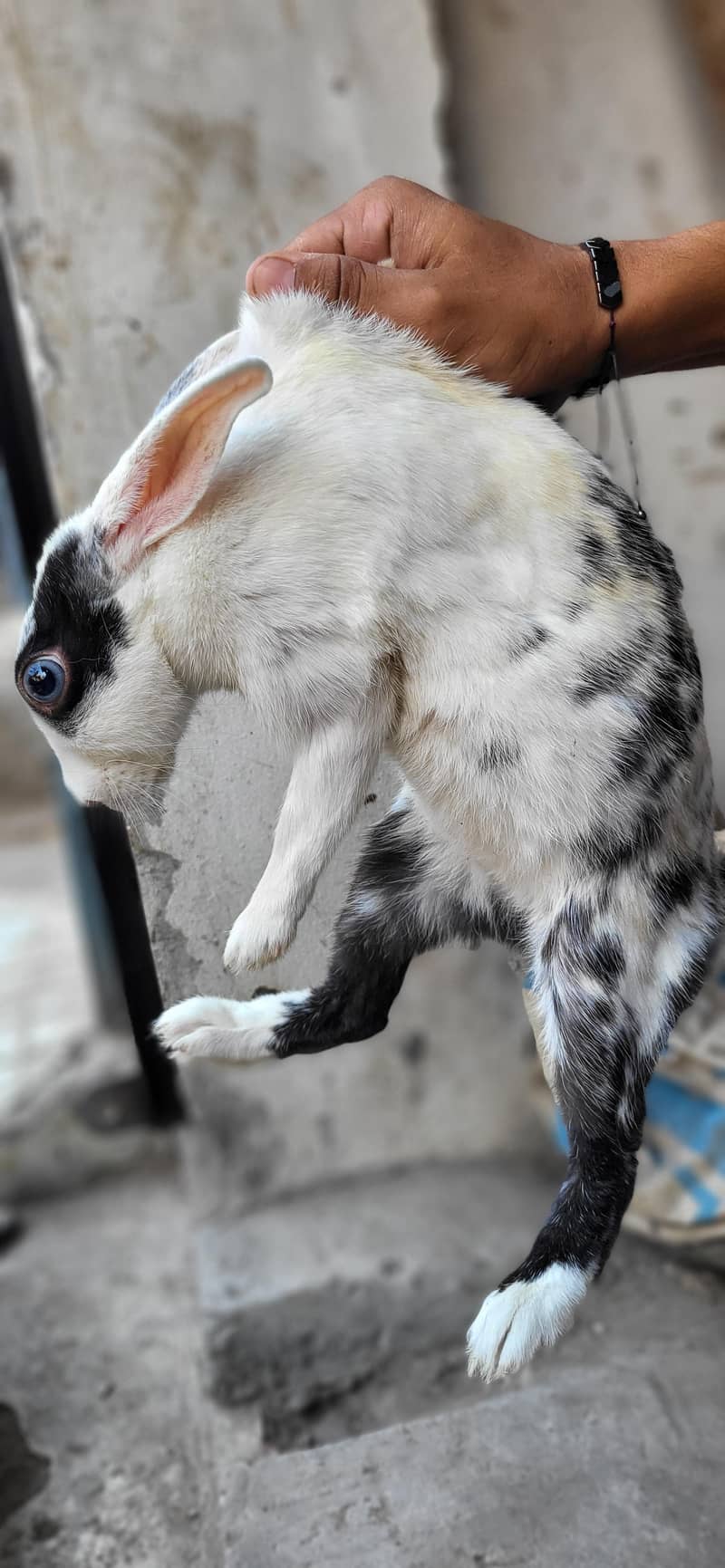 Rabbits 1