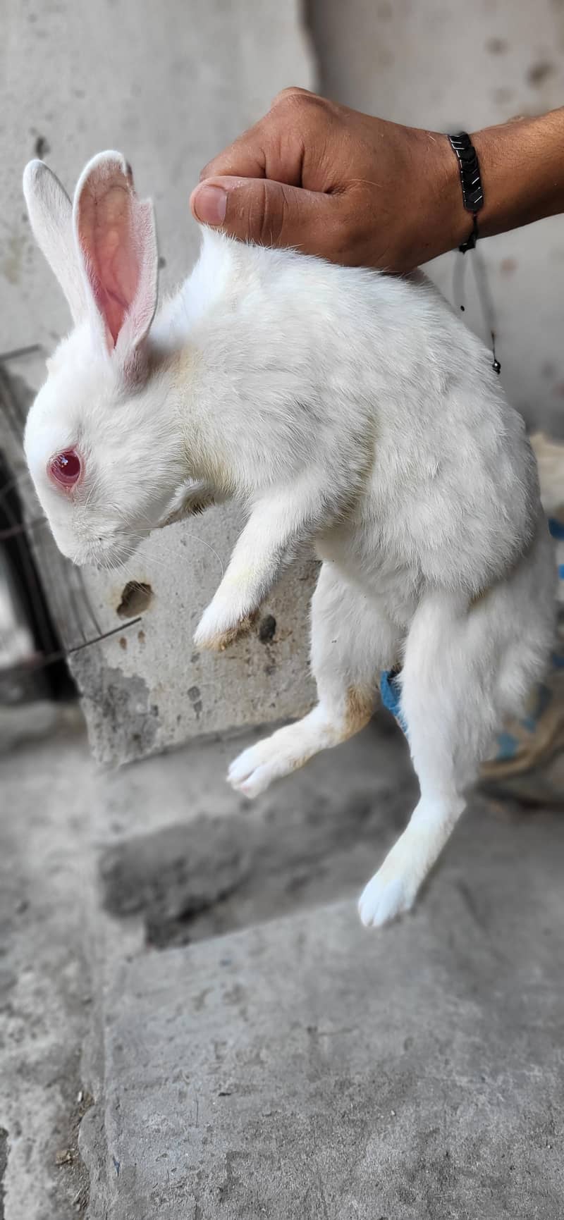 Rabbits 2