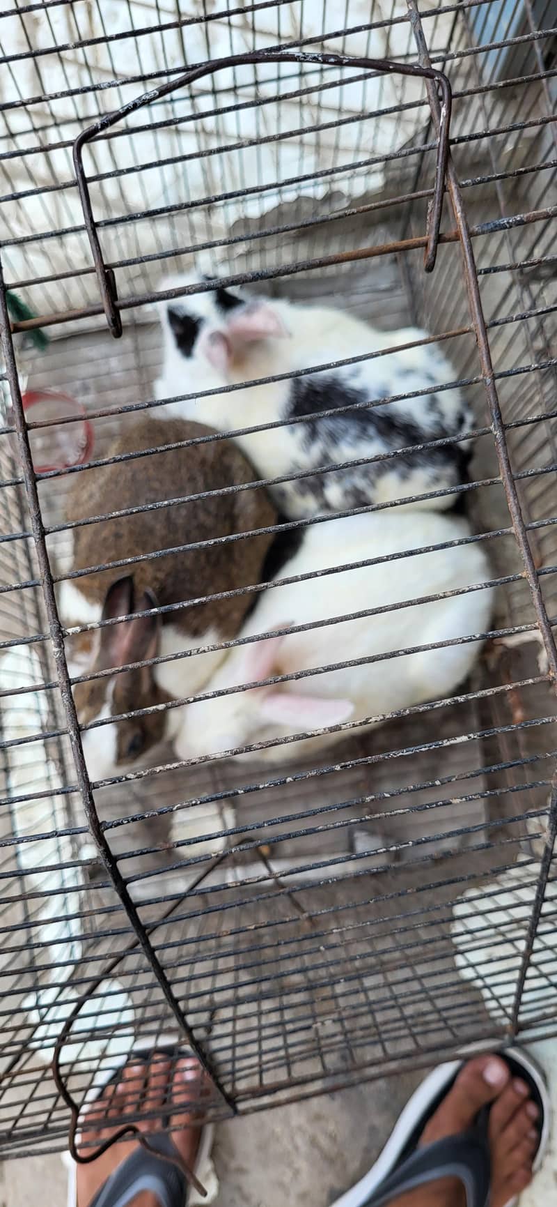 Rabbits 3