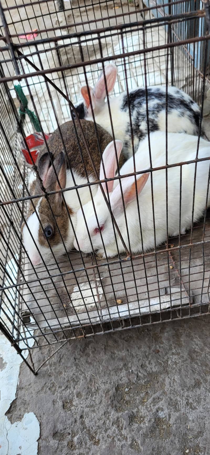 Rabbits 4