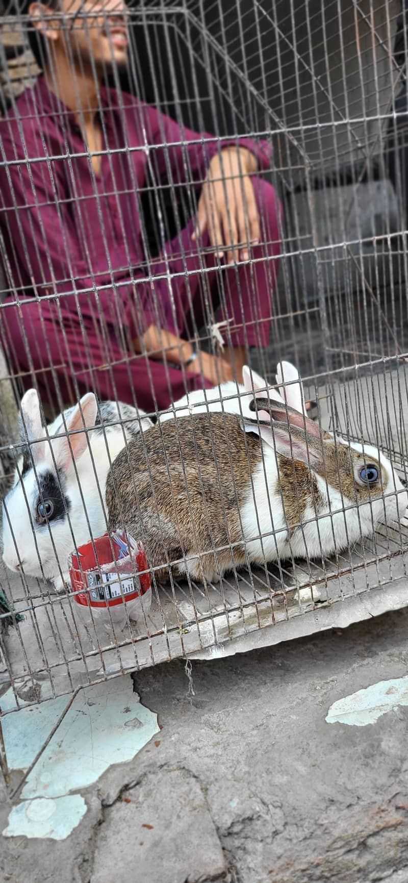 Rabbits 5