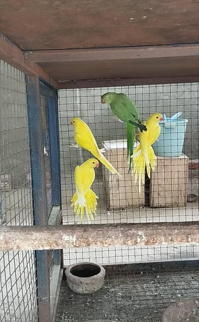 Motherfeed Healthy Birds
