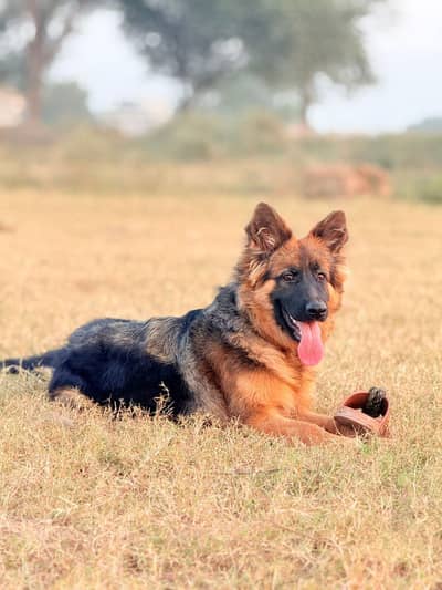 ACTIVE GERMAN SHEPHERD F