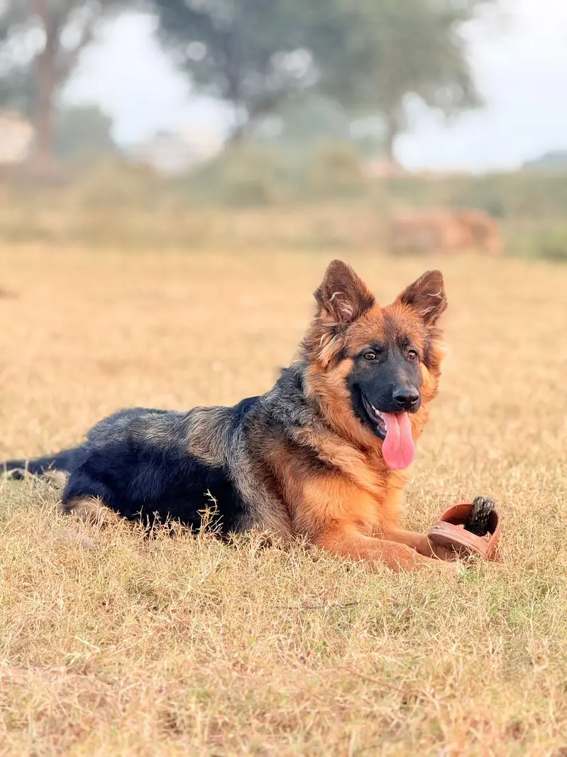 ACTIVE GERMAN SHEPHERD F