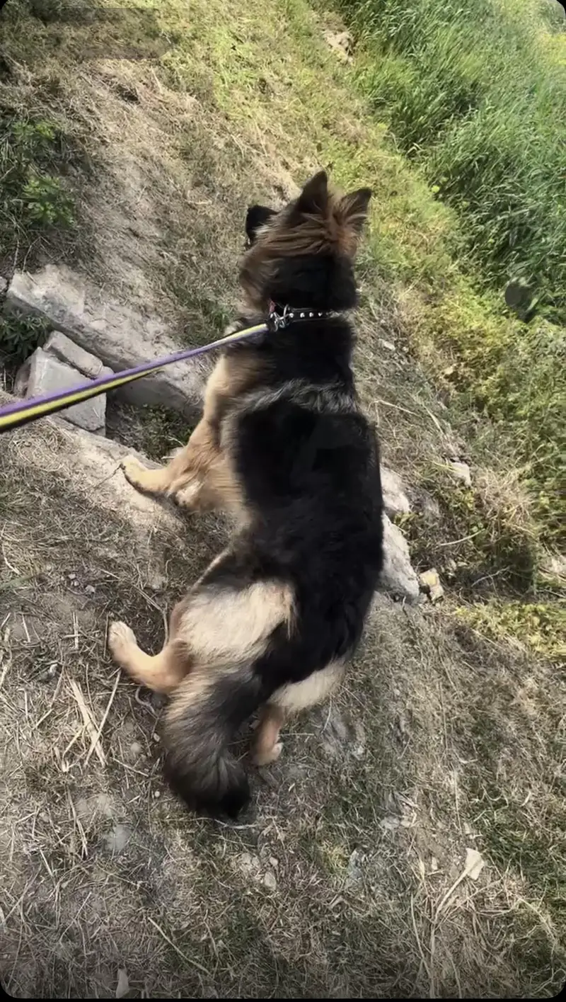 ACTIVE GERMAN SHEPHERD F — photo 2