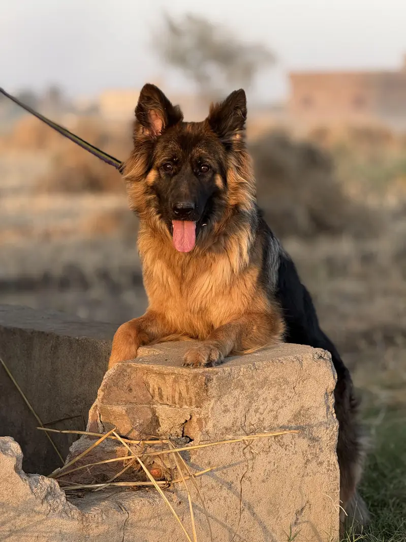 ACTIVE GERMAN SHEPHERD F — photo 4