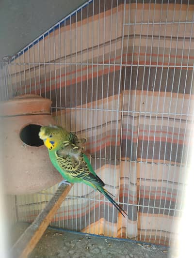 Hogoromo Double Flower Undersized Budgies for Sale