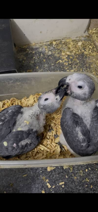African Grey Chicks