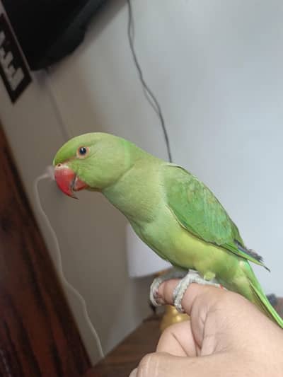 ringneck parrot